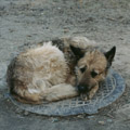 Камо грядеши? 1 14797